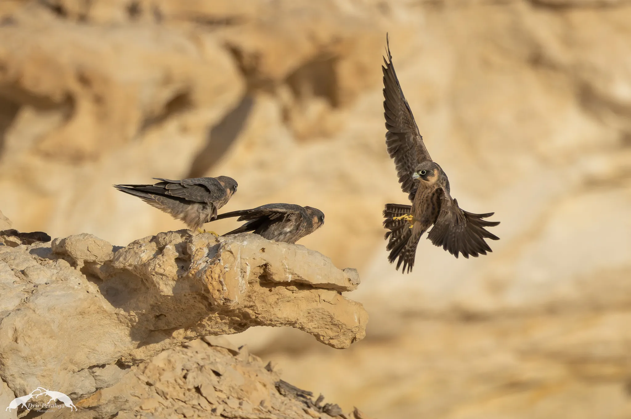 Tel Dor beach at sunset